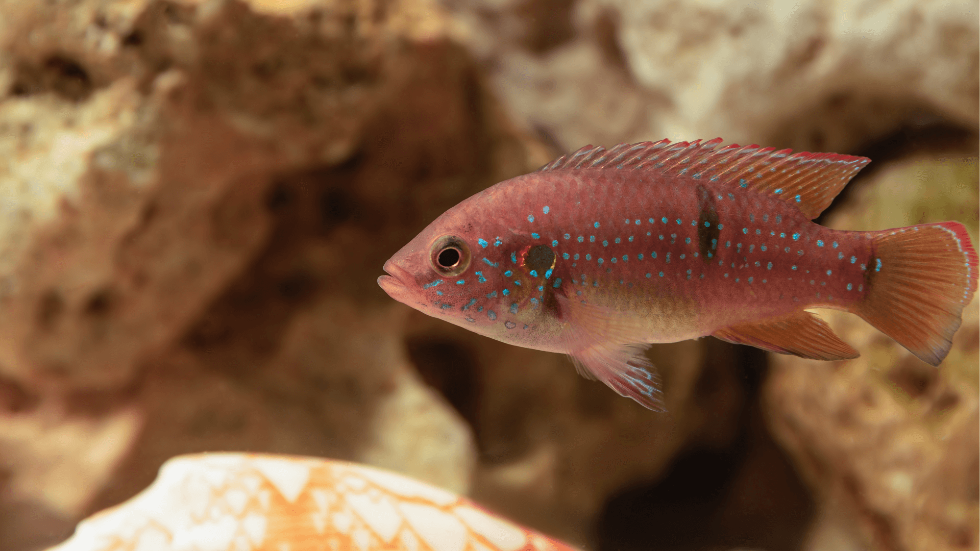 A photo of Jewel cichlid