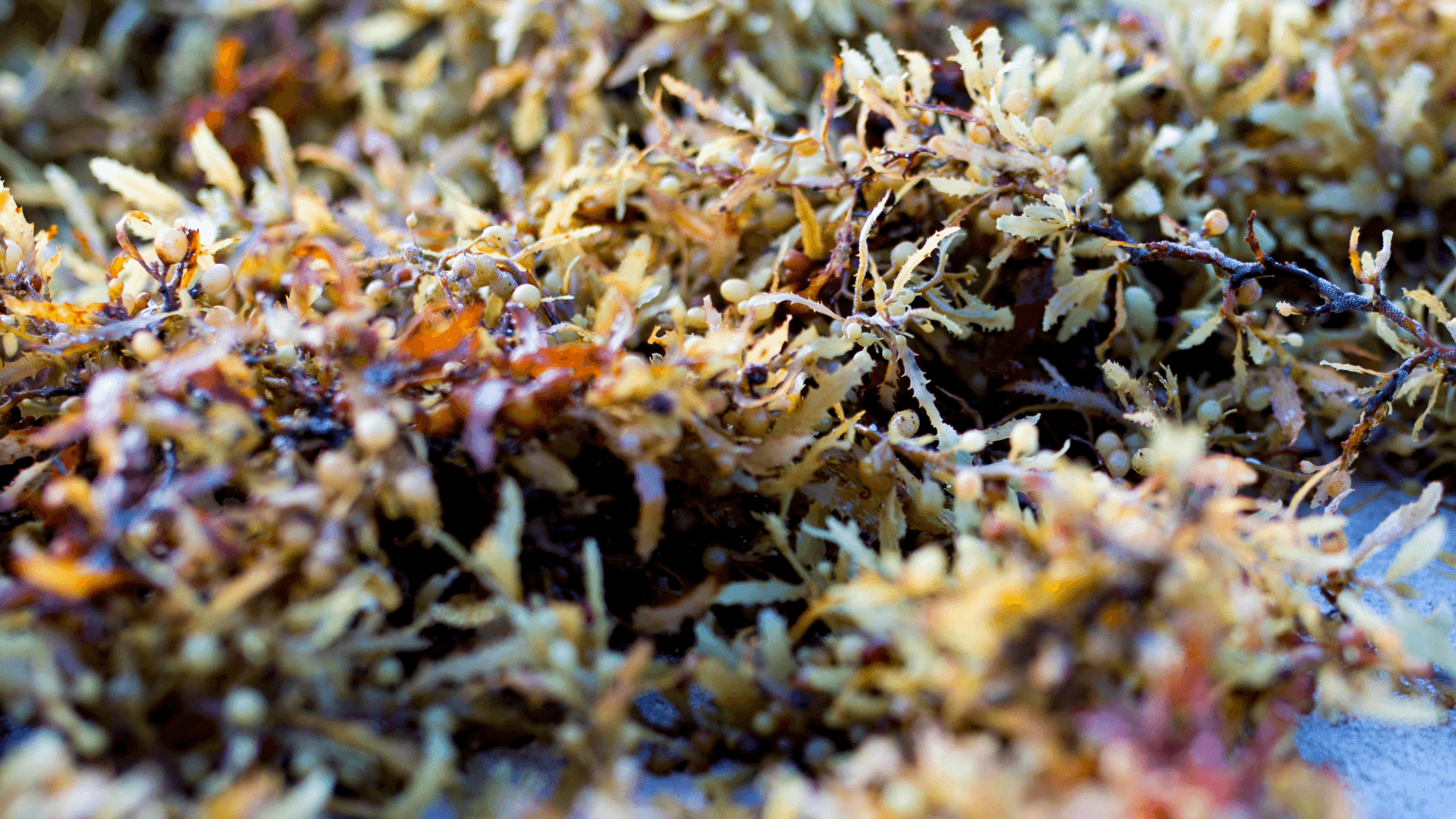 A photo of Macroalgae