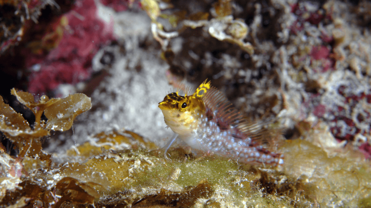 An image of a Diamond blenny