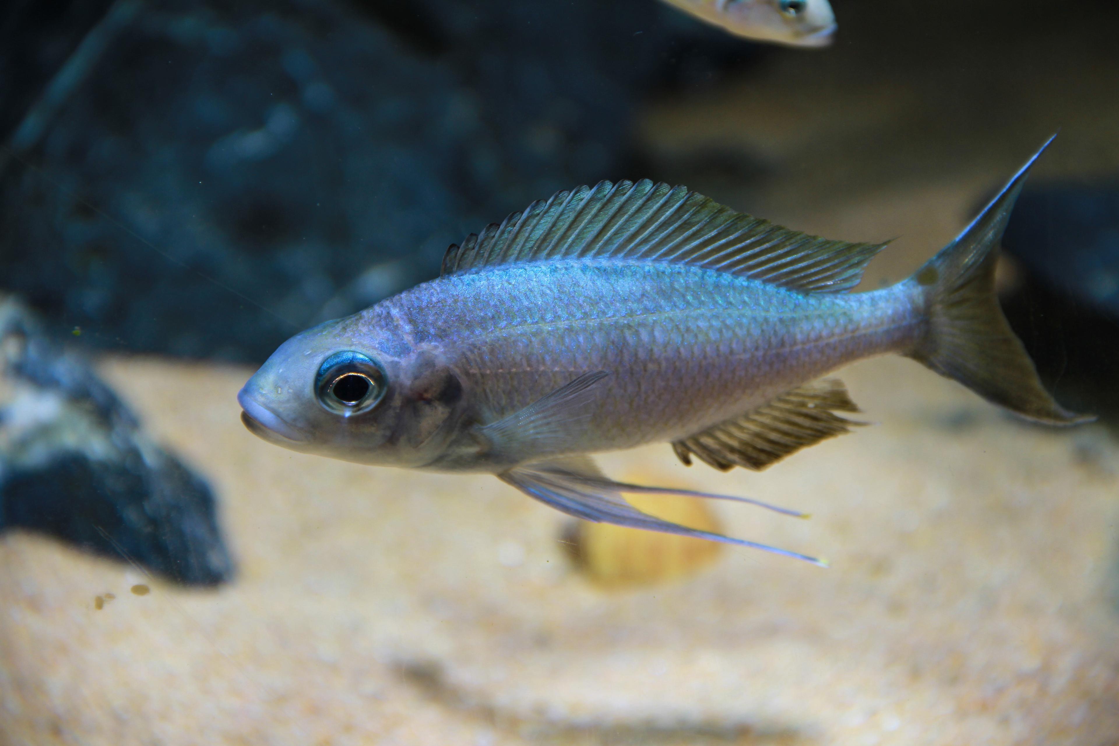 A photo of Featherfin