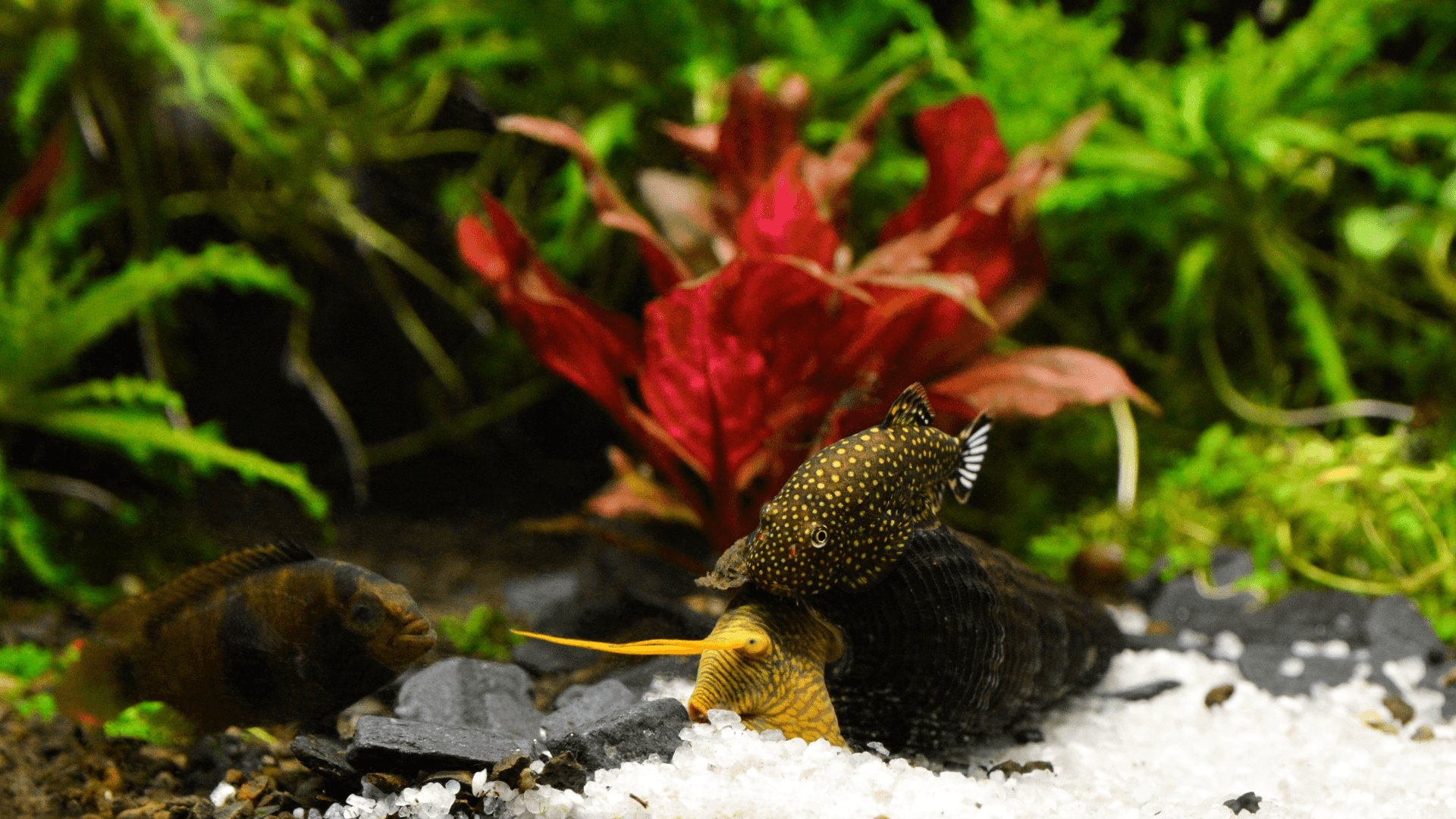 A photo of Borneo hillstream loach