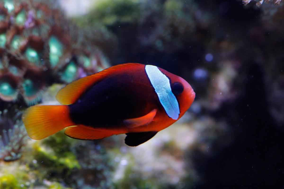 An image of a Cinnamon anemonefish