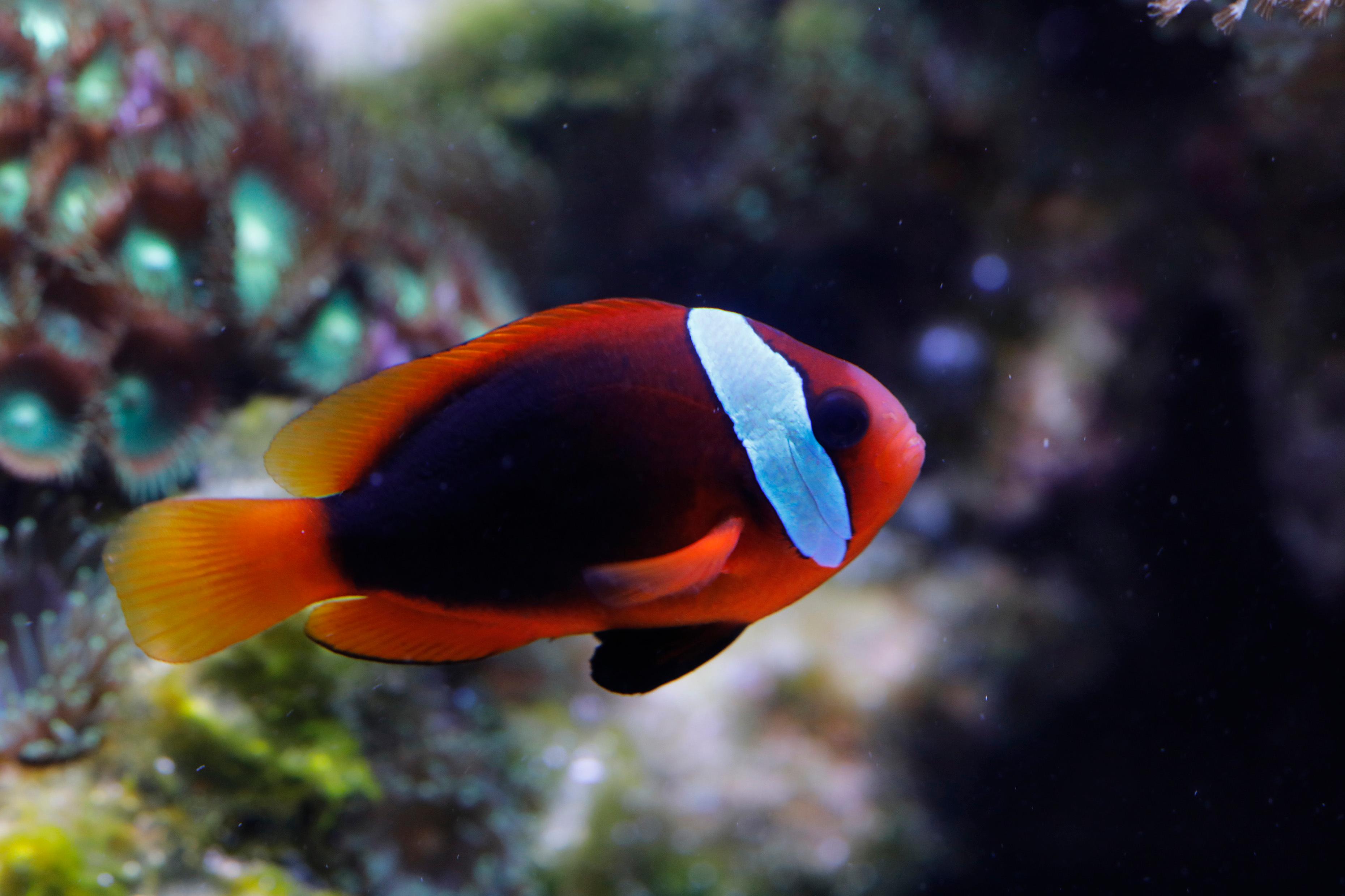 A photo of Cinnamon anemonefish
