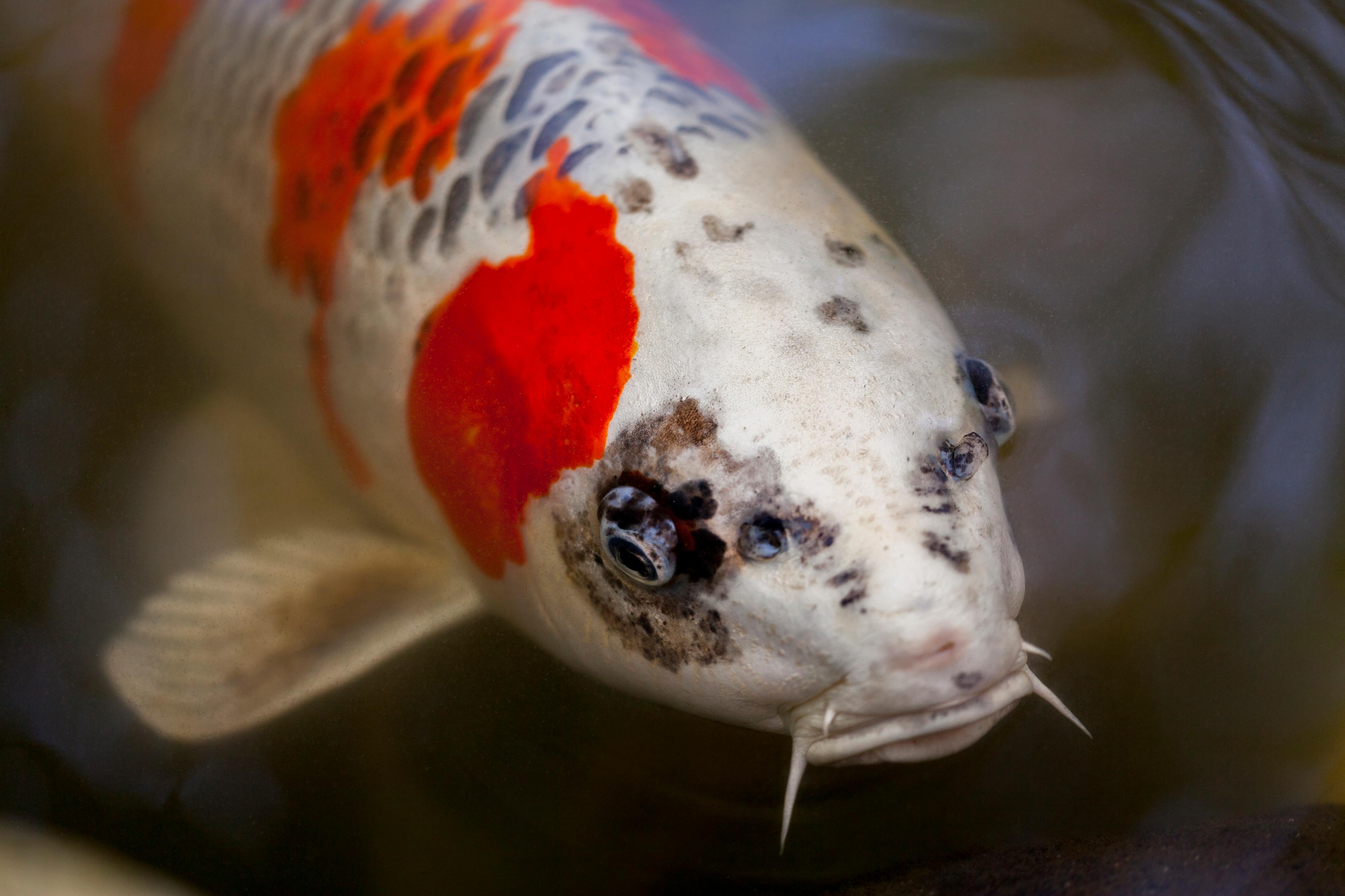 A photo of Koi