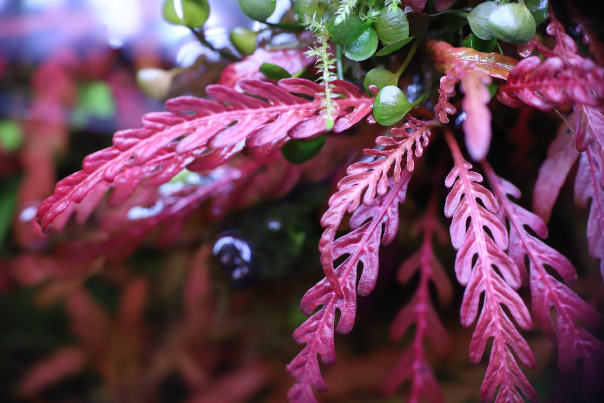 An image of a Photosynthesis in Aquarium Plants