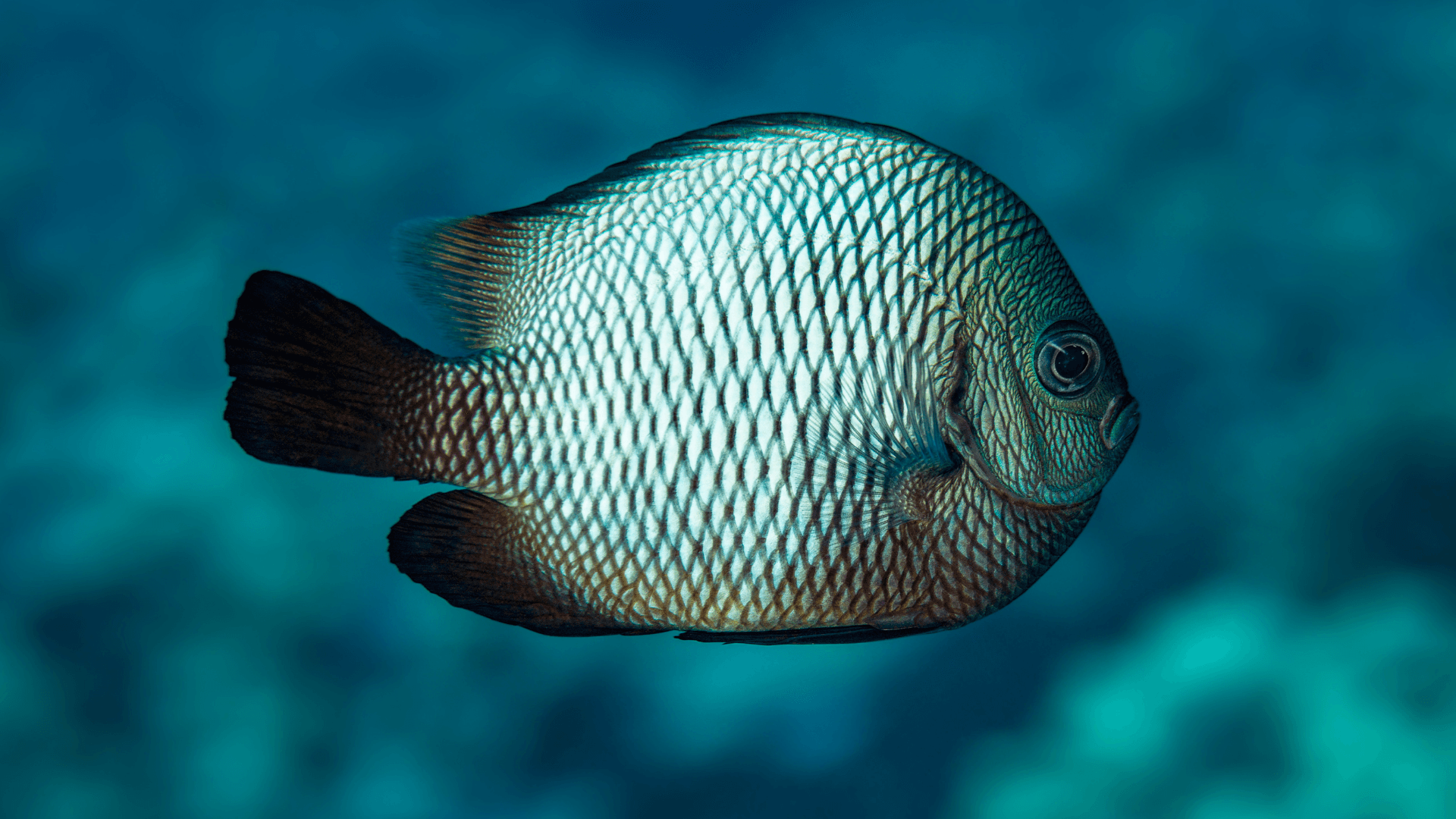 A photo of Hawaiian Dascyllus