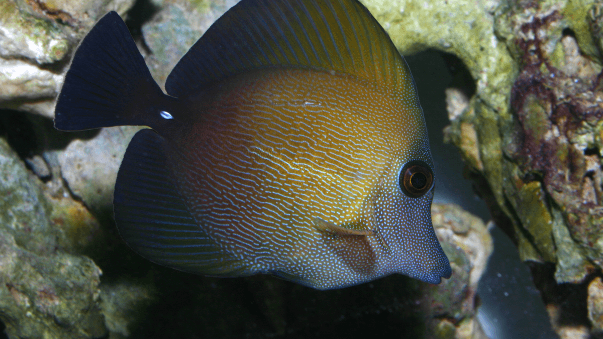 An image of a Scopas tang