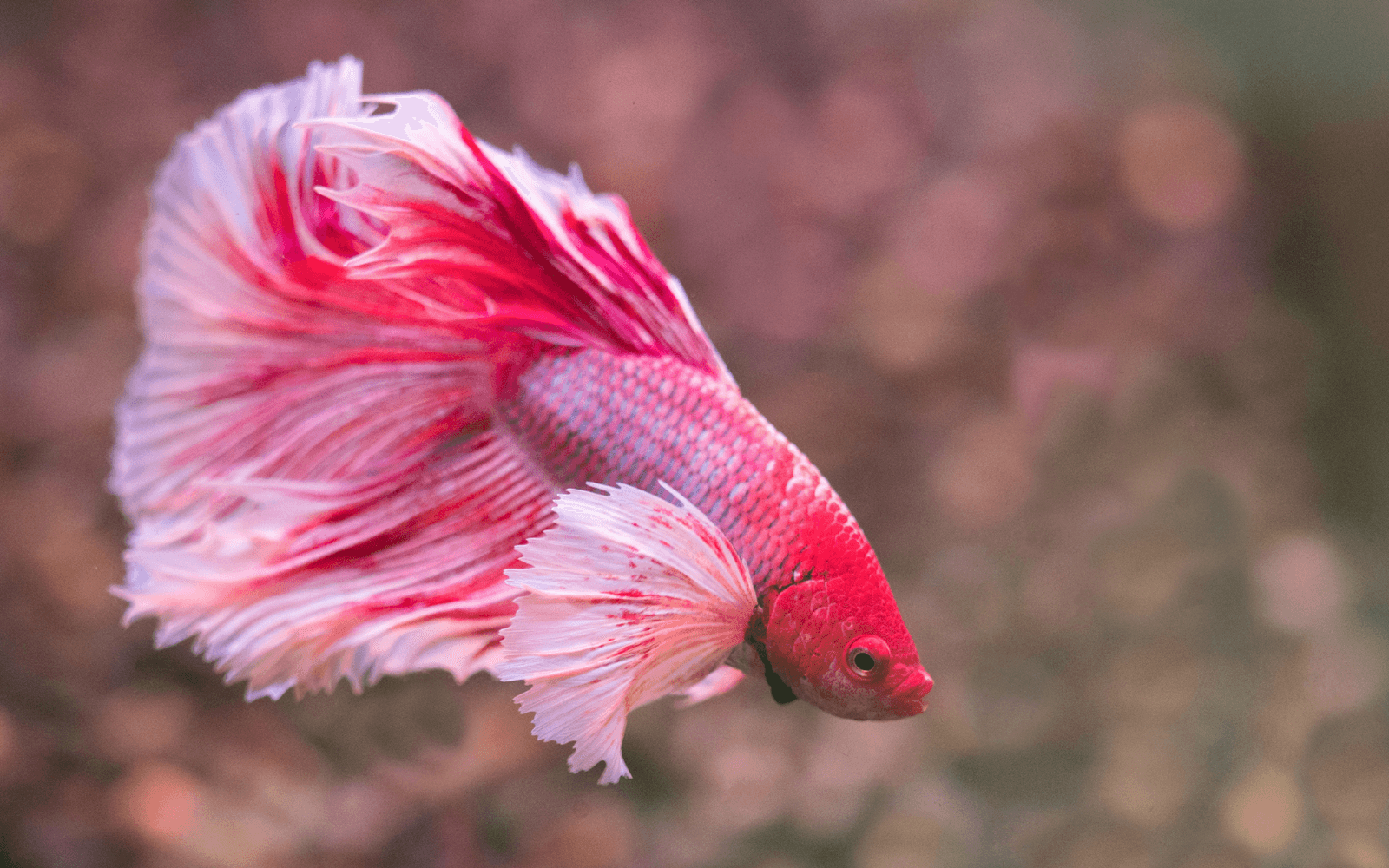 A red betta with a long tail