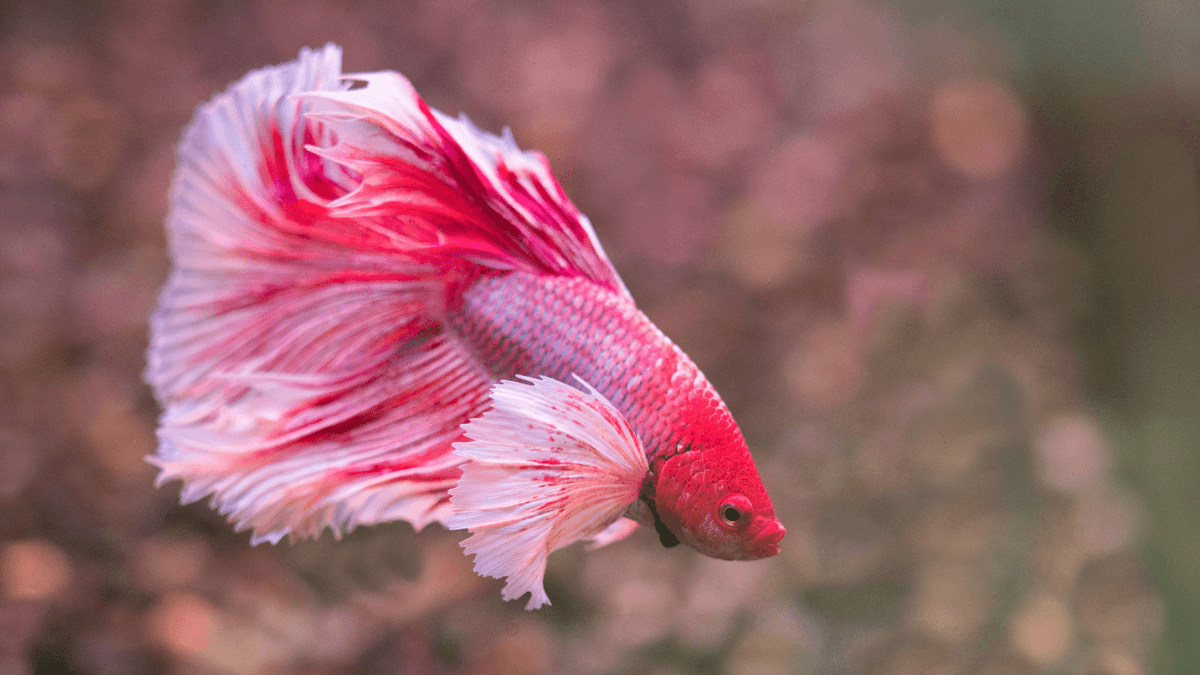 An image of a Siamese fighting fish