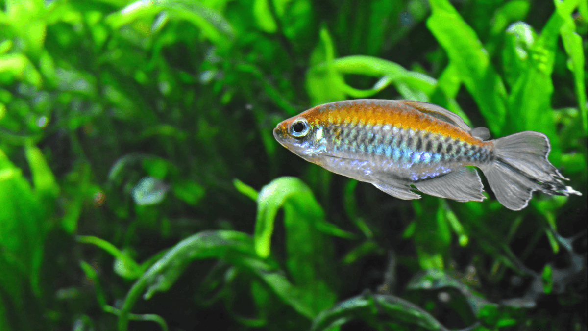An image of Congo tetra
