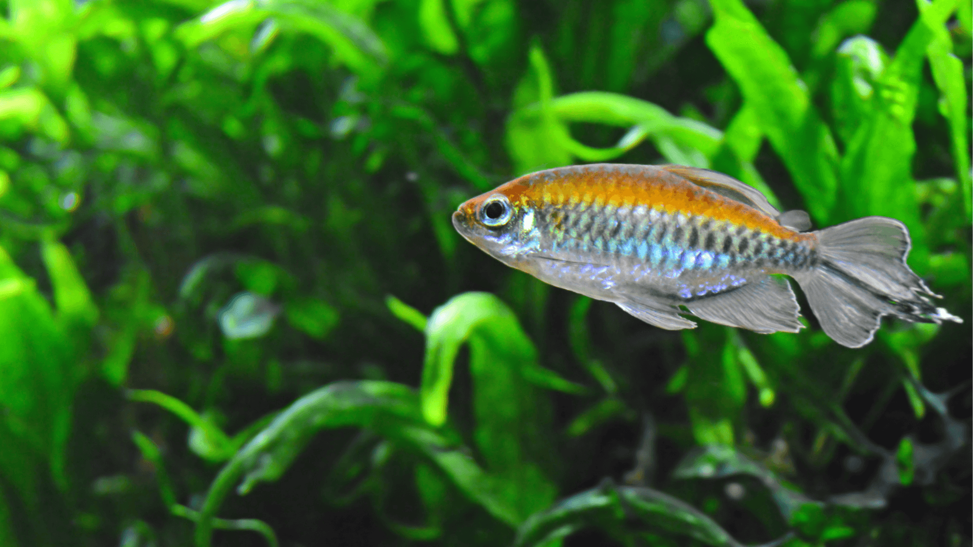 A congo tetra on a green background