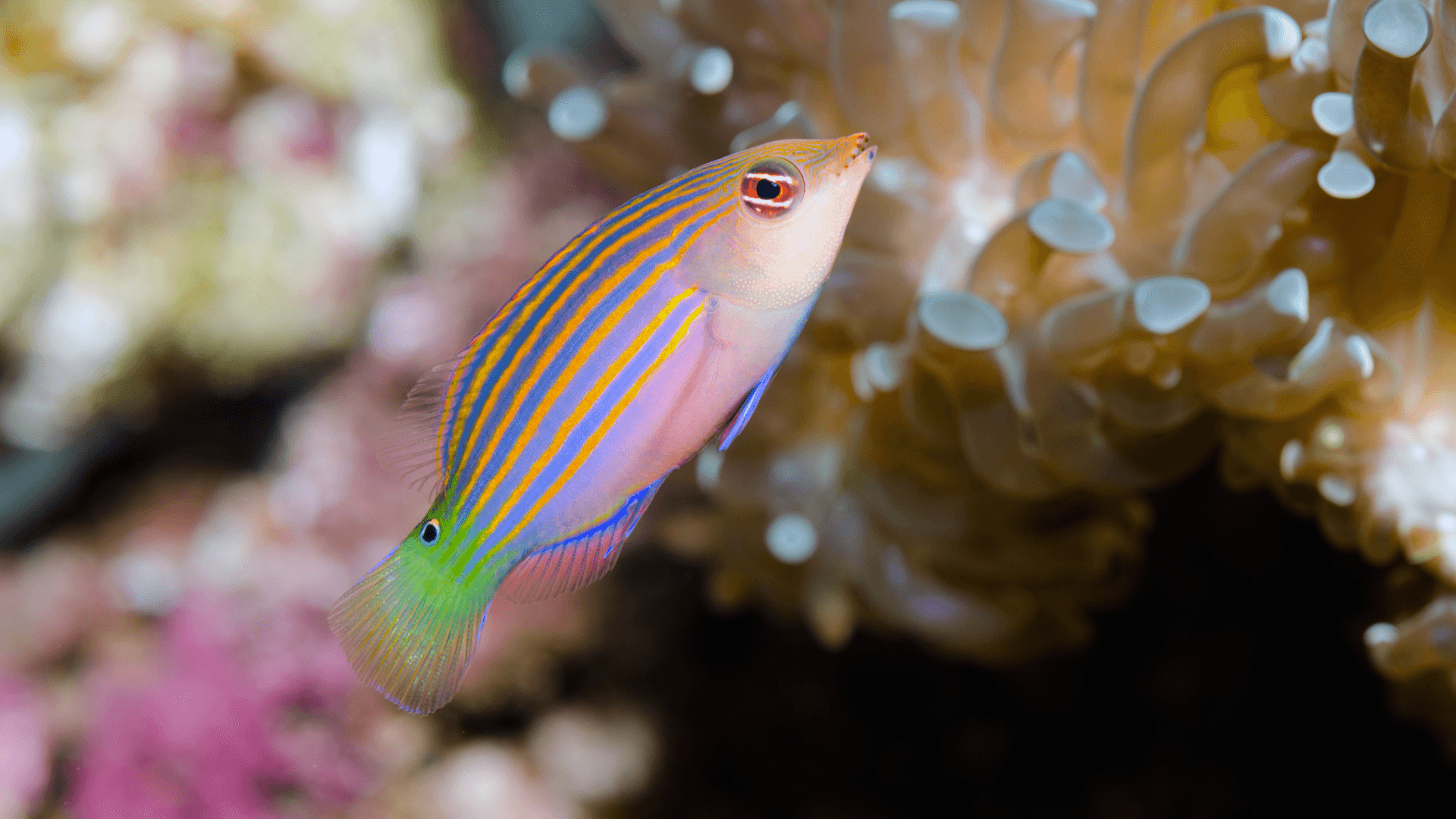 A photo of Six line wrasse