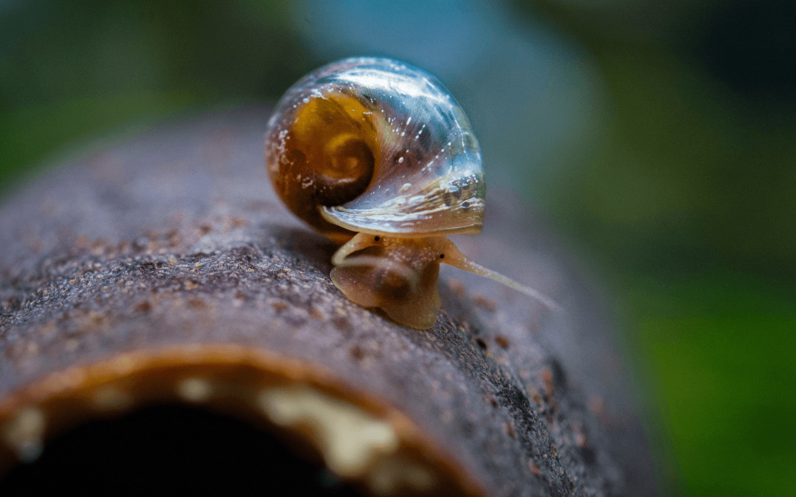 Ramshorn snail on wood