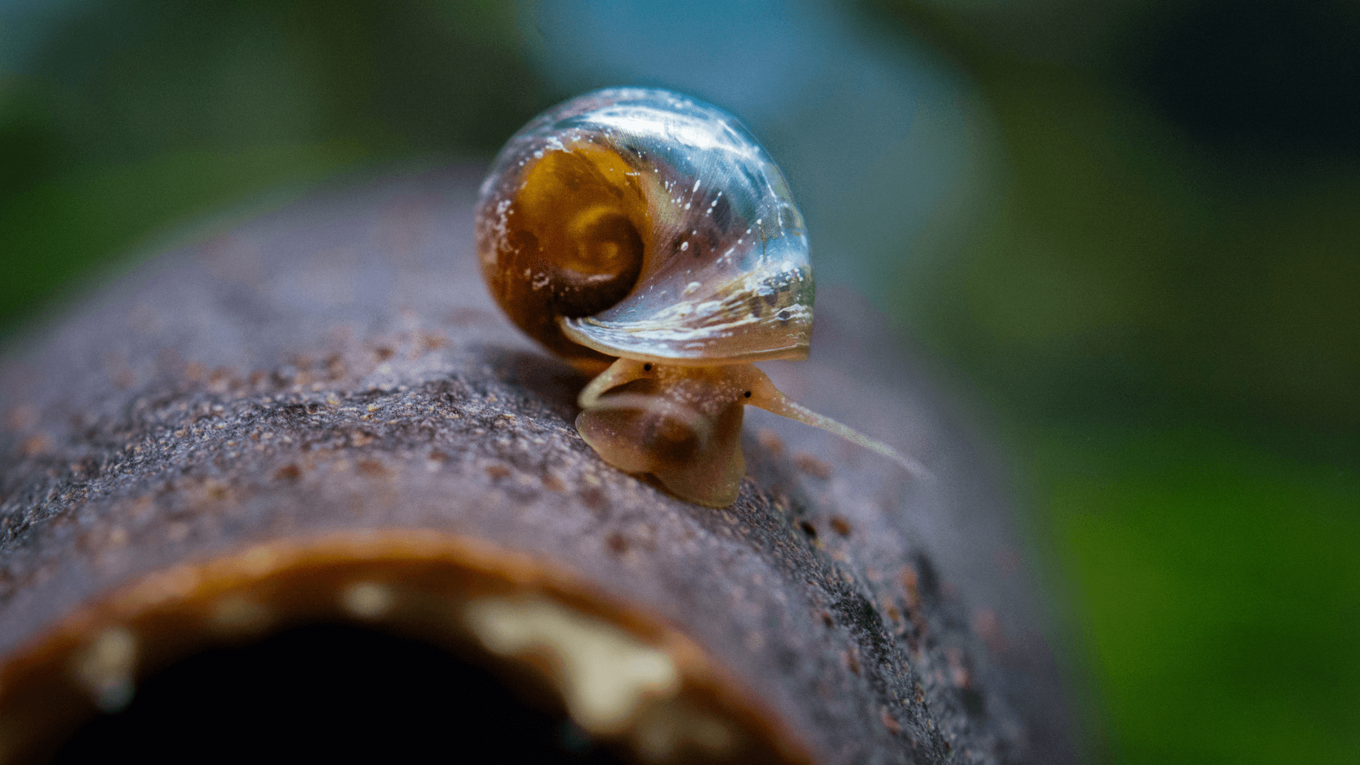 A photo of Ramshorn Snails