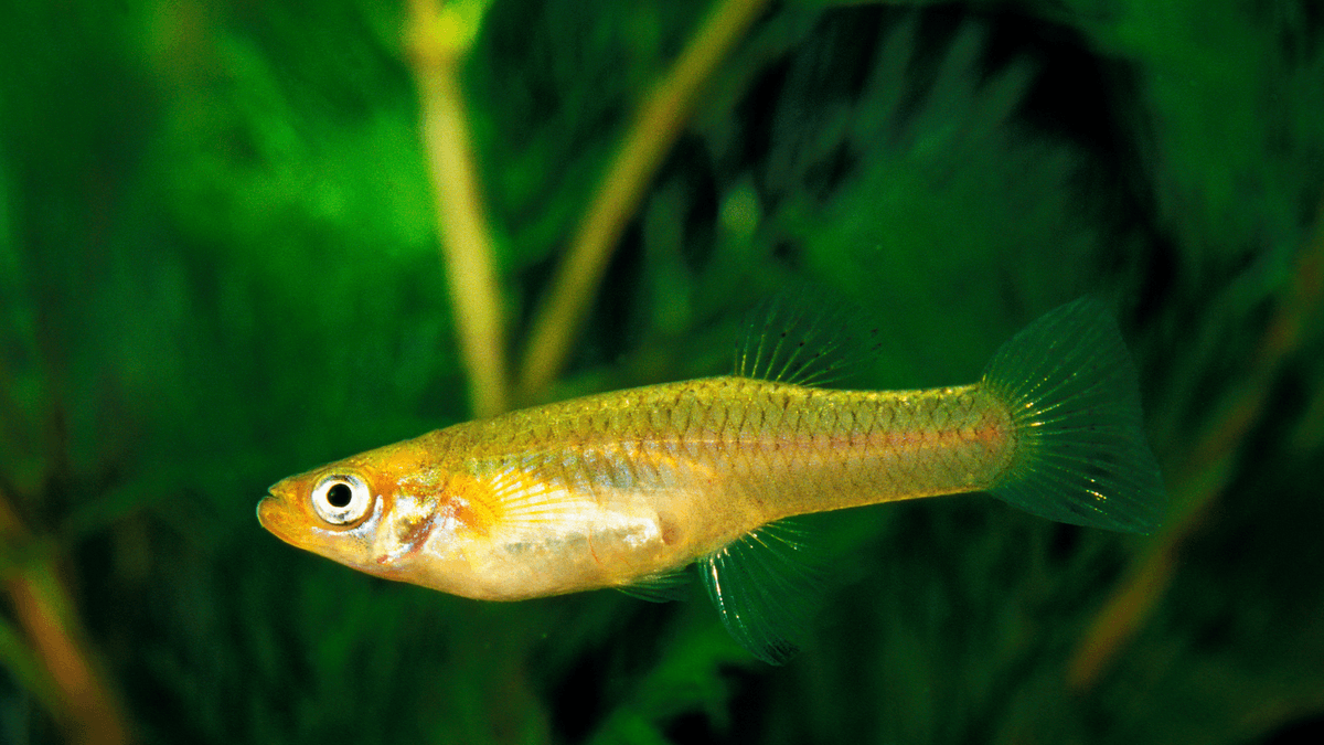 An image of a Mosquitofish