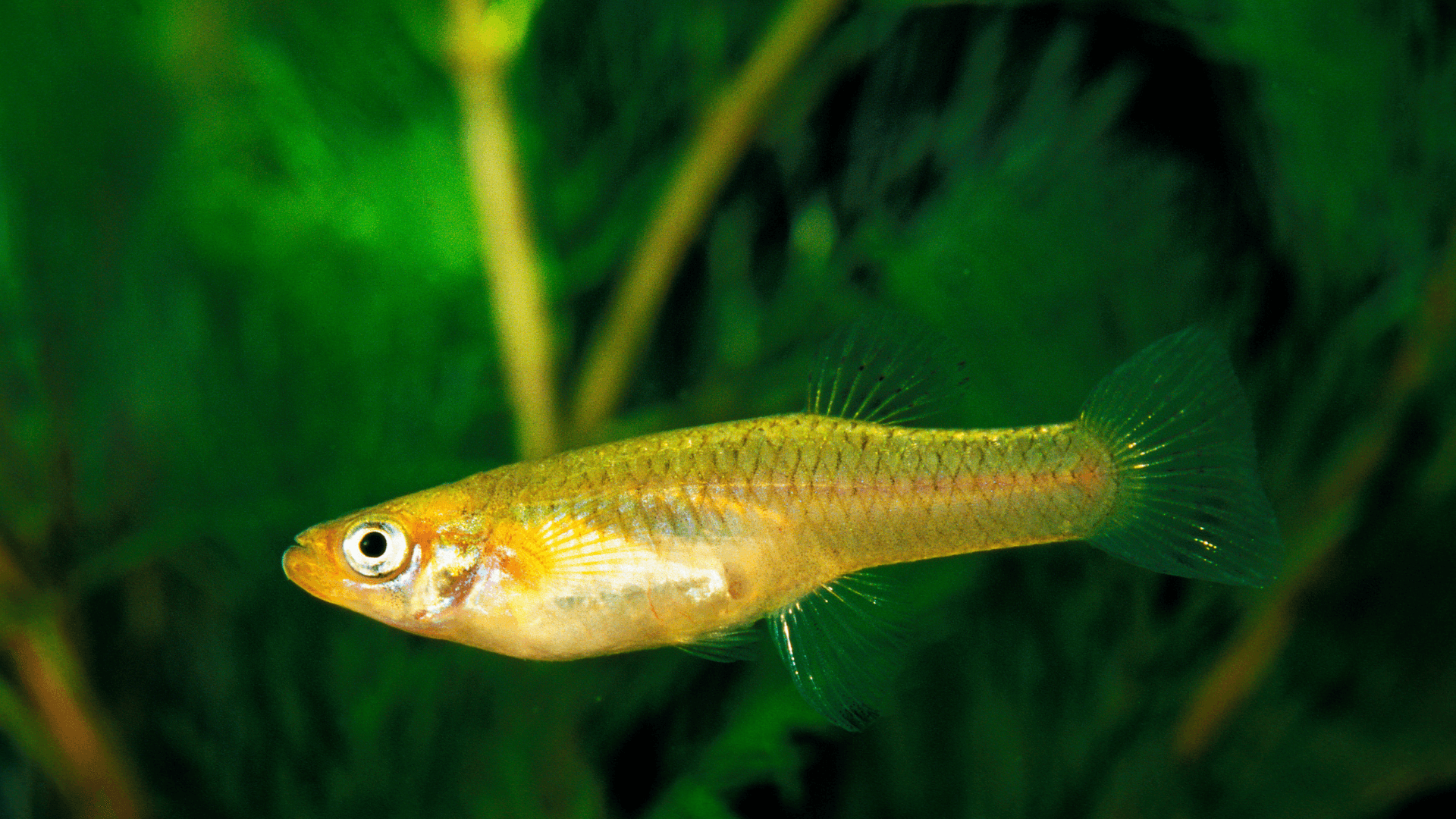 A photo of Mosquitofish