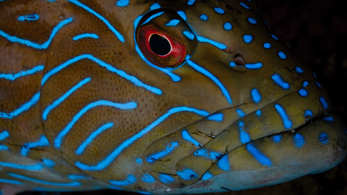 An image of a Blue line grouper