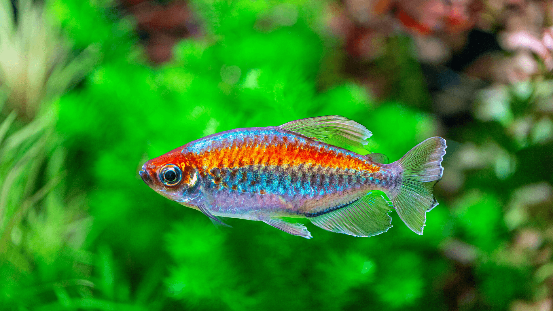 A very bright congo tetra