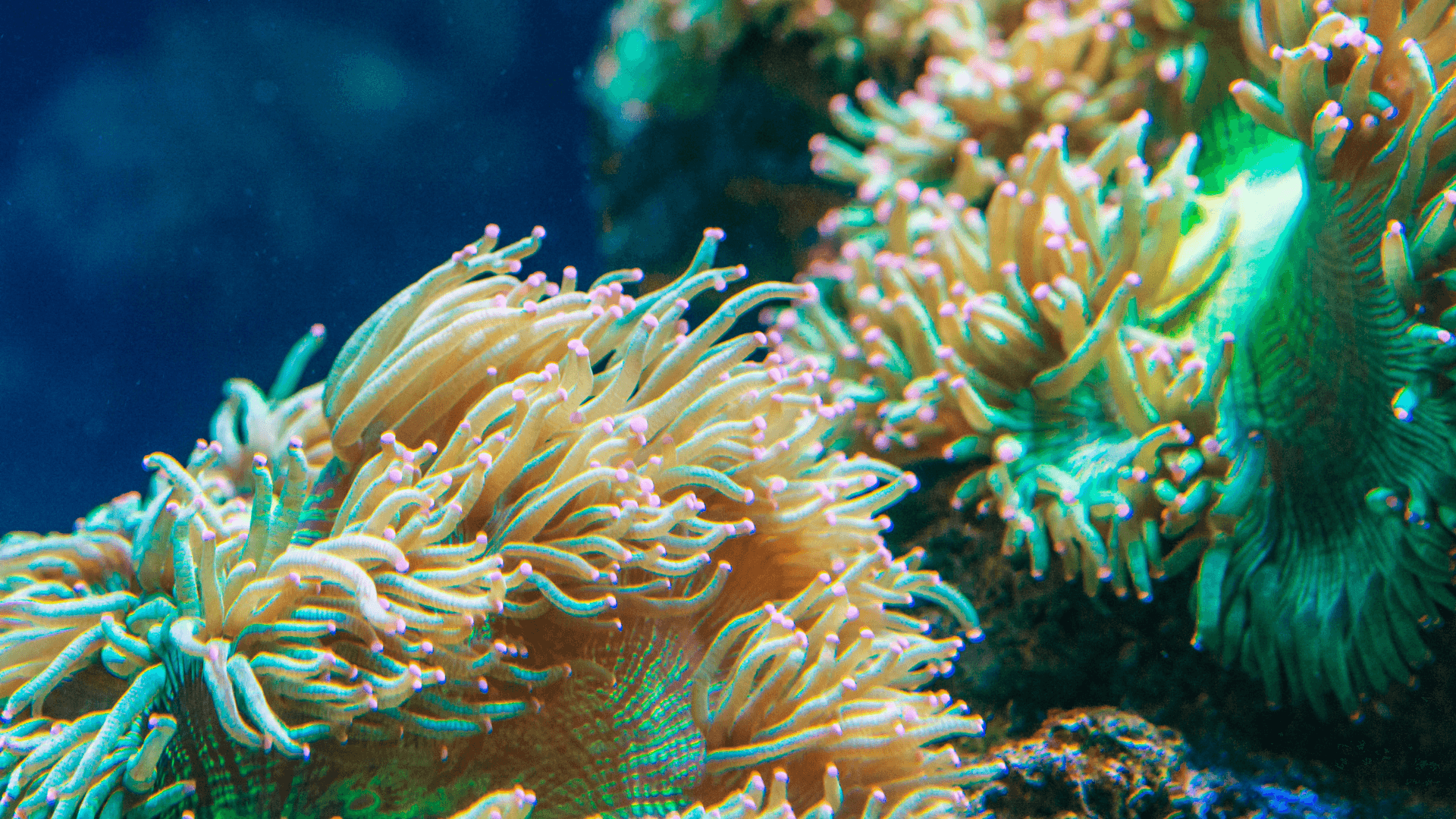 A photo of Long Tentacle Anemone
