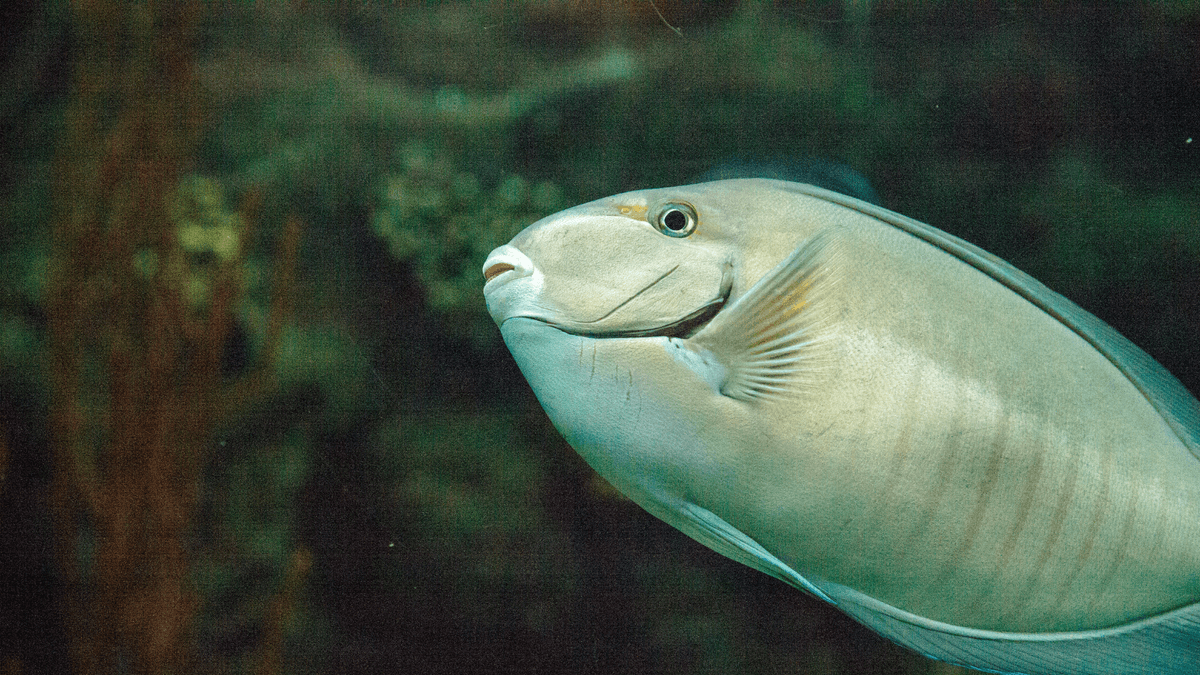 An image of a Doctorfish