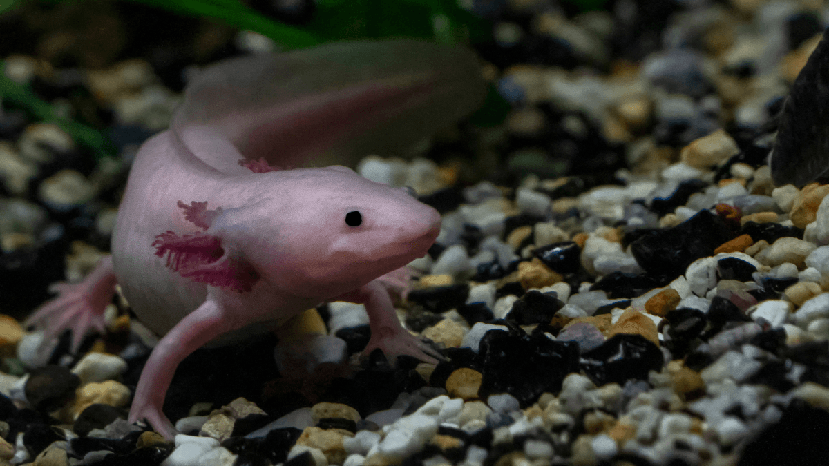 An image of a The Ideal Aquarium Setup for an Axolotl