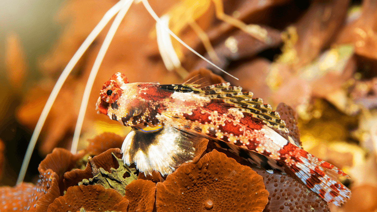 An image of a Ocellated dragonet