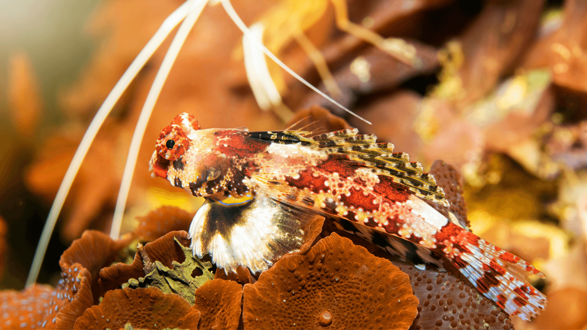 A photo of Ocellated dragonet
