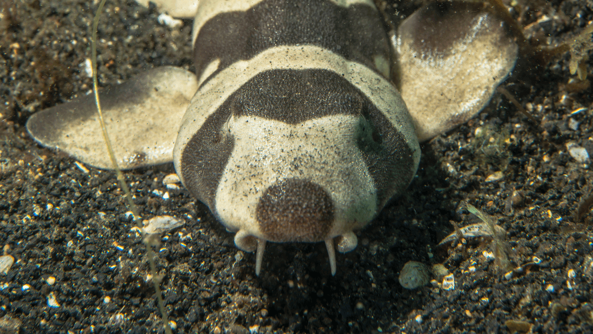 An image of a Whitespotted bamboo shark
