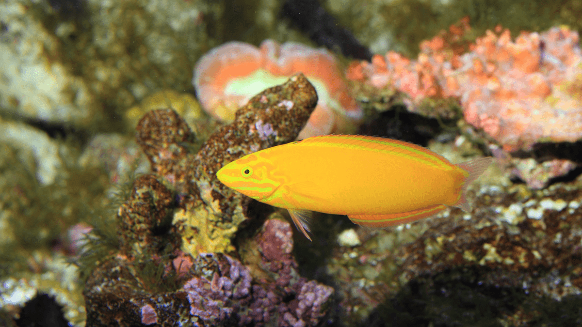An image of a Yellow wrasse