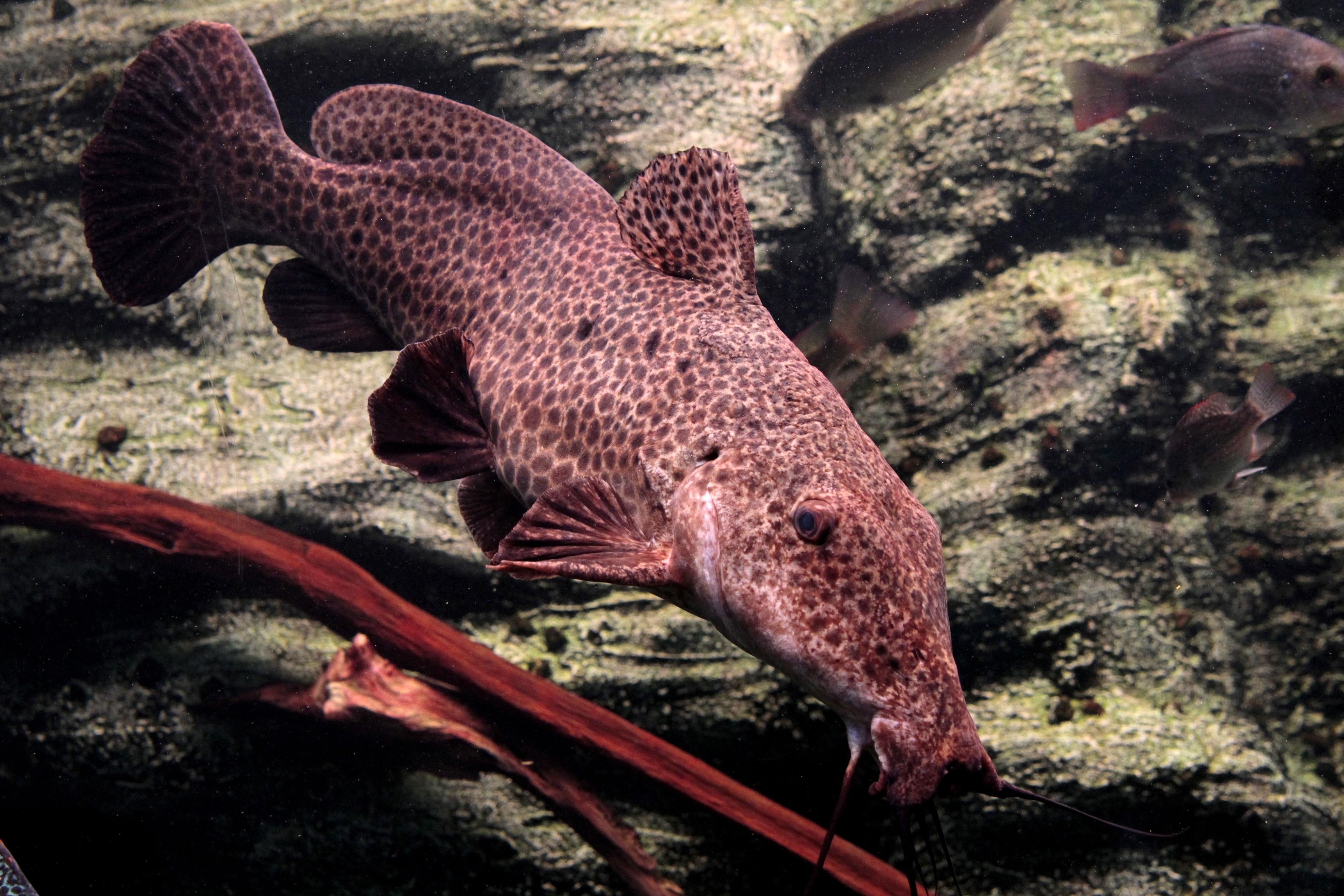 A photo of Giraffe catfish