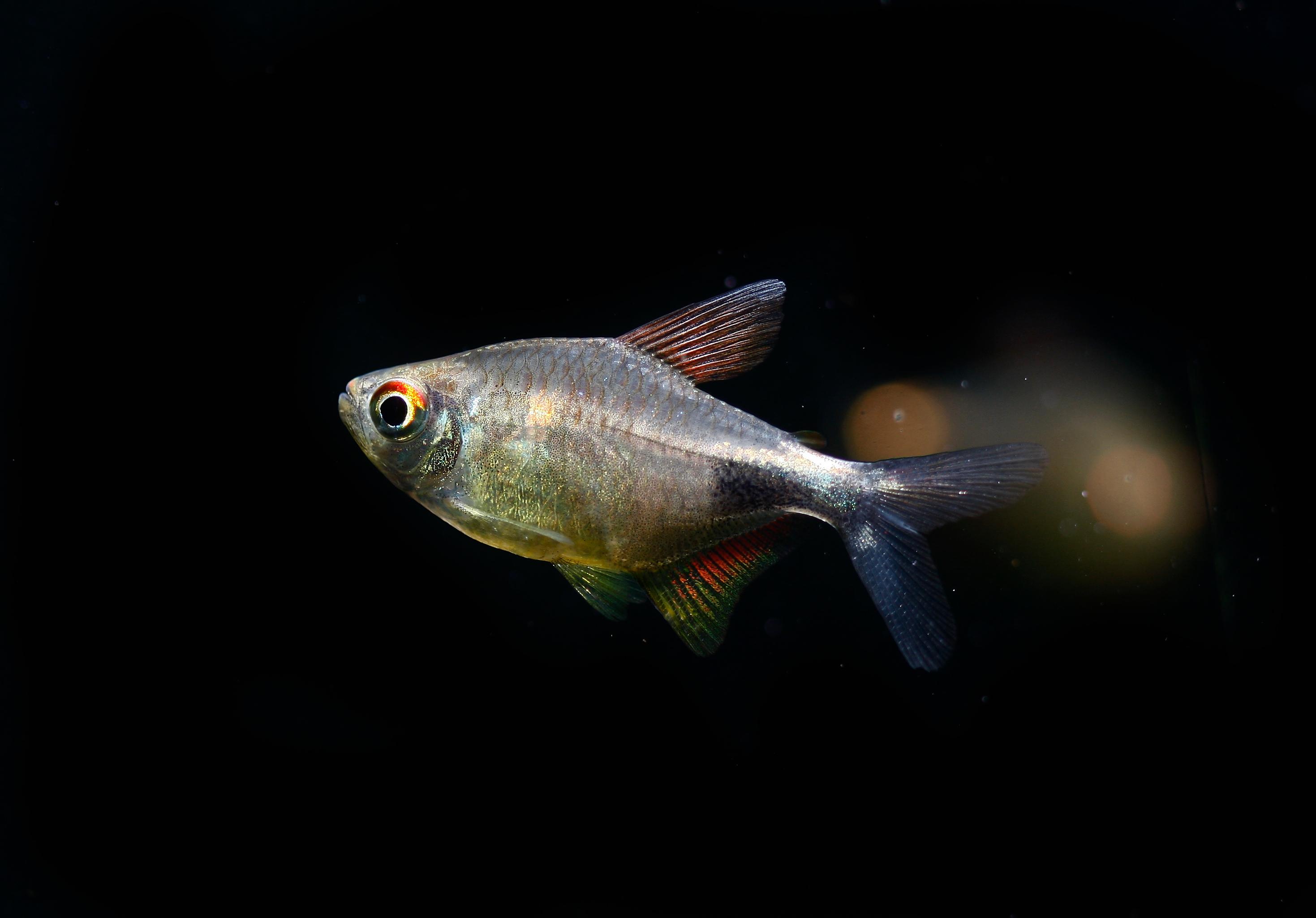 A photo of Garnet tetra