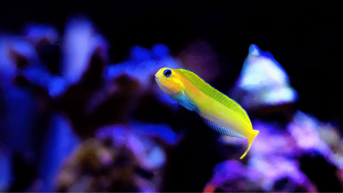 An image of a Midas blenny