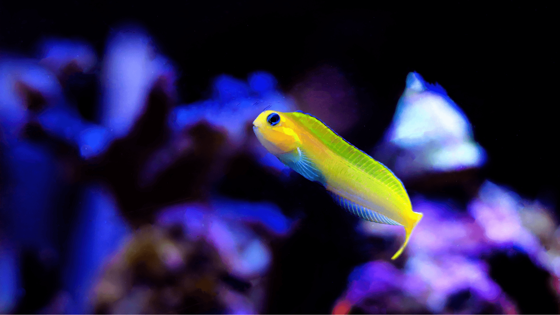 Midas blenny - Book of Neptune