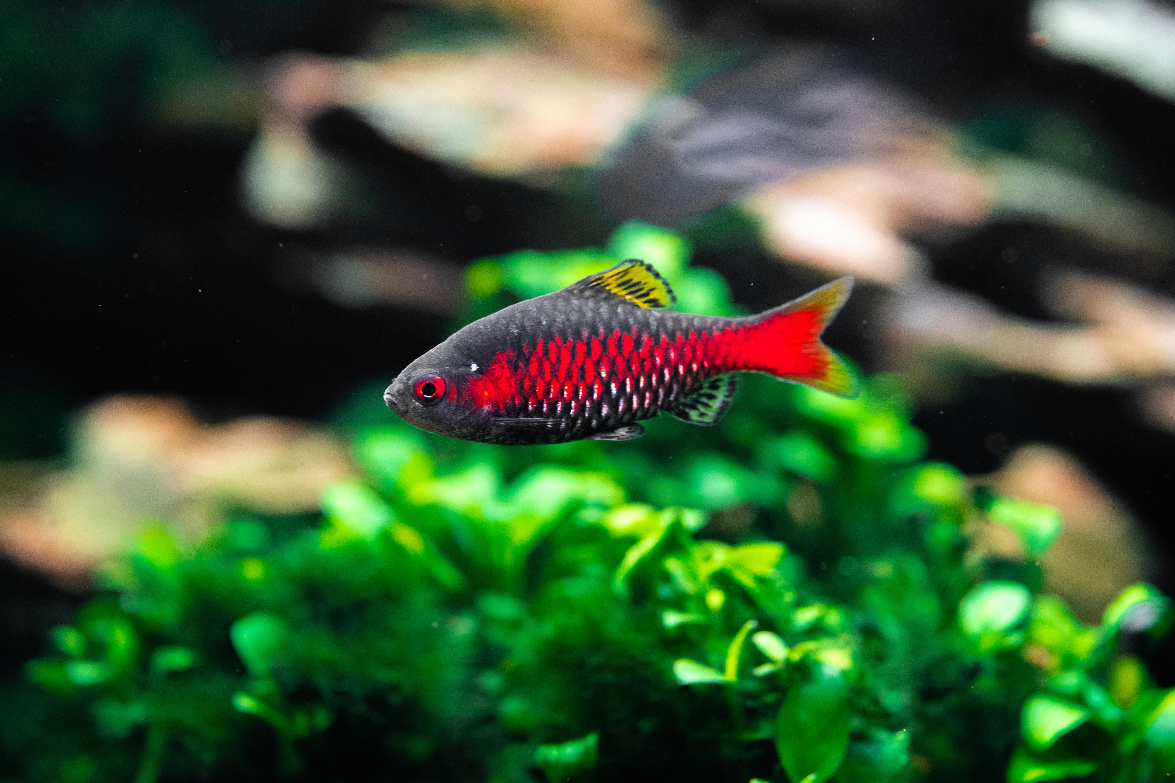 A photo of Odessa barb