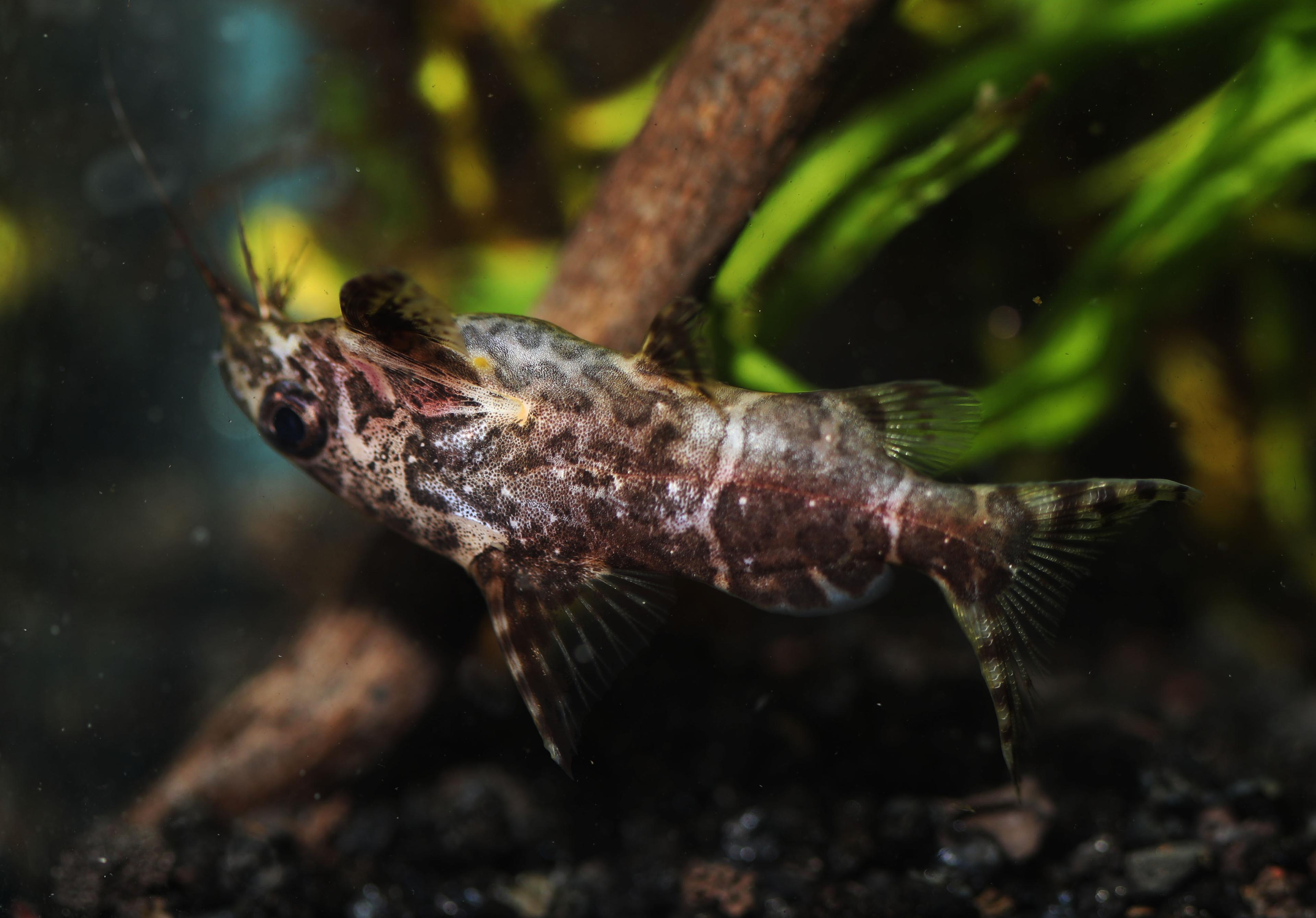 A photo of Upside-down catfish