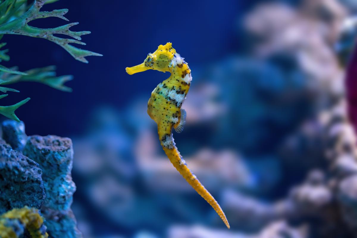 An image of a Longsnout seahorse