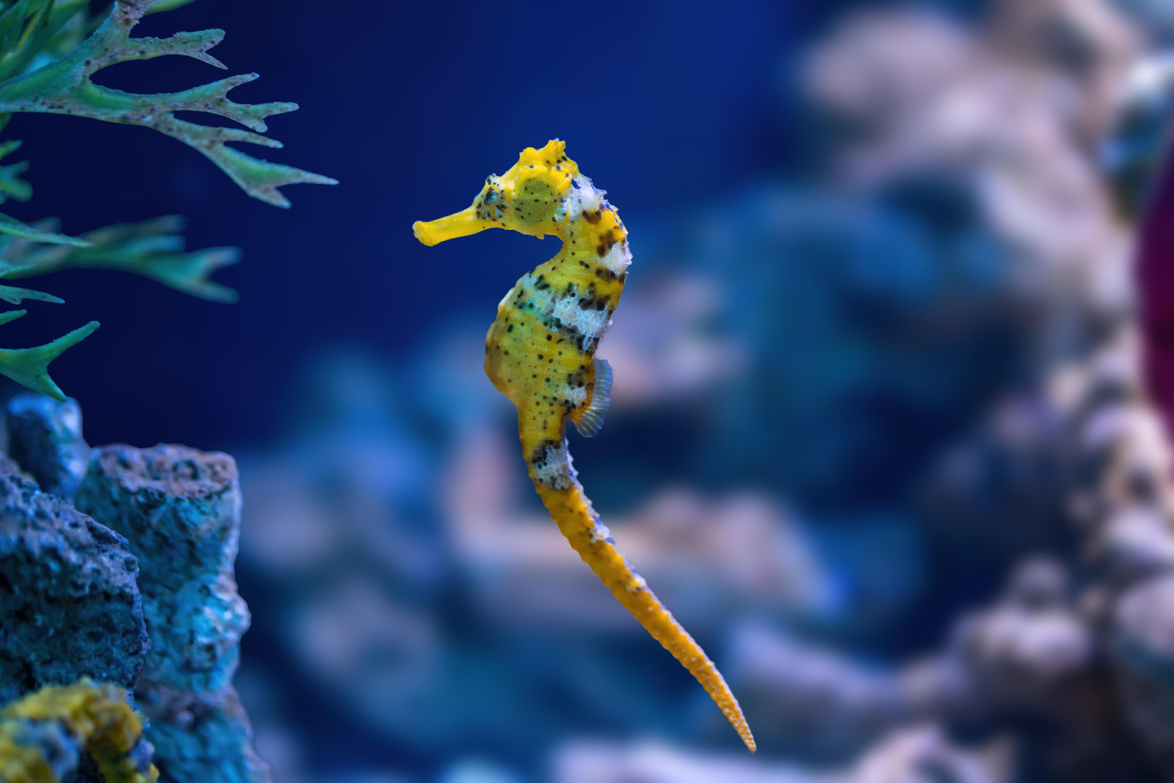 A photo of Longsnout seahorse