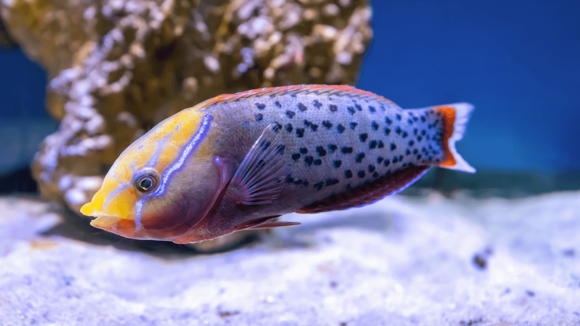 A photo of Formosa wrasse