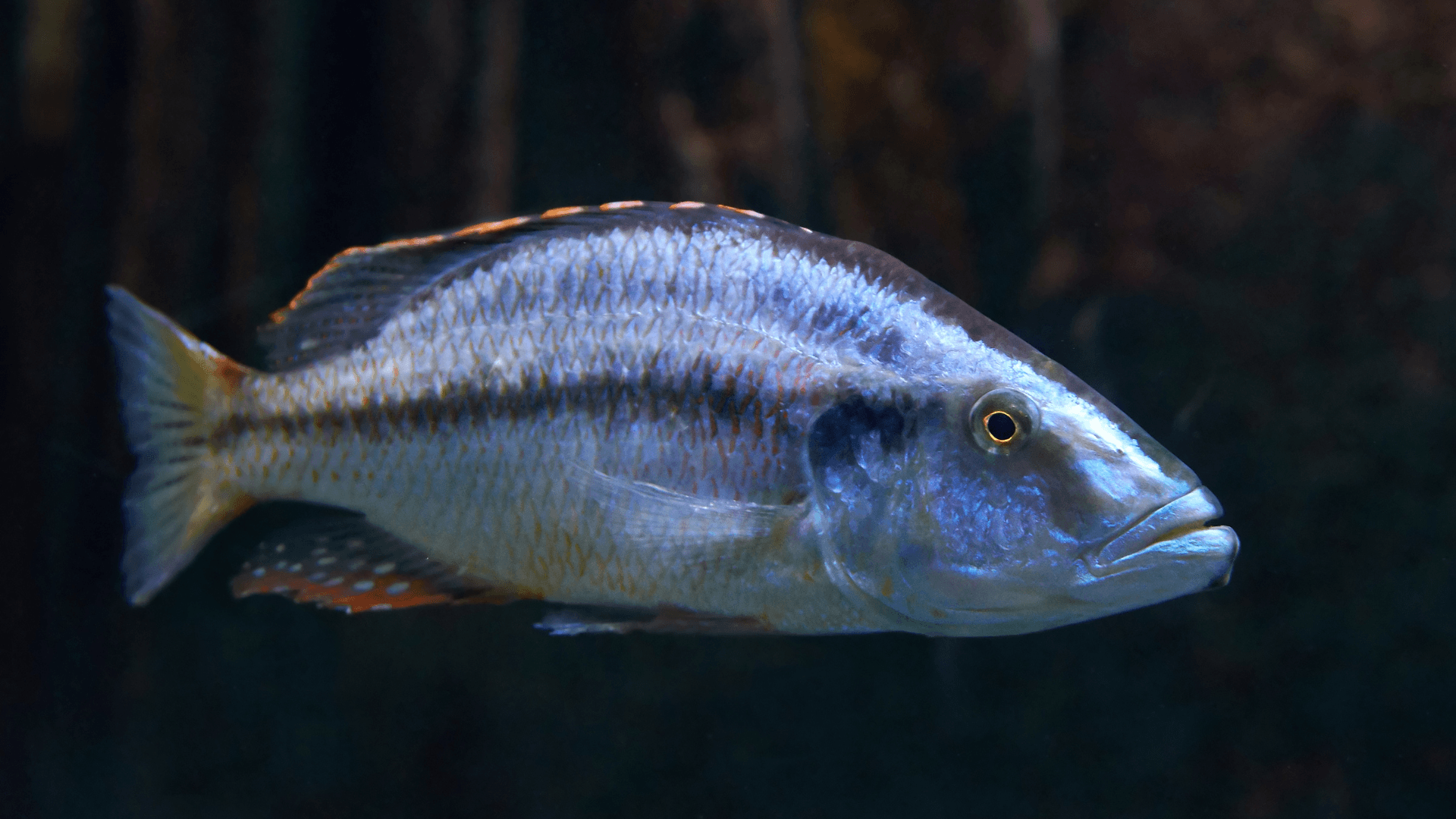 A photo of Lake Malawi Cichlid