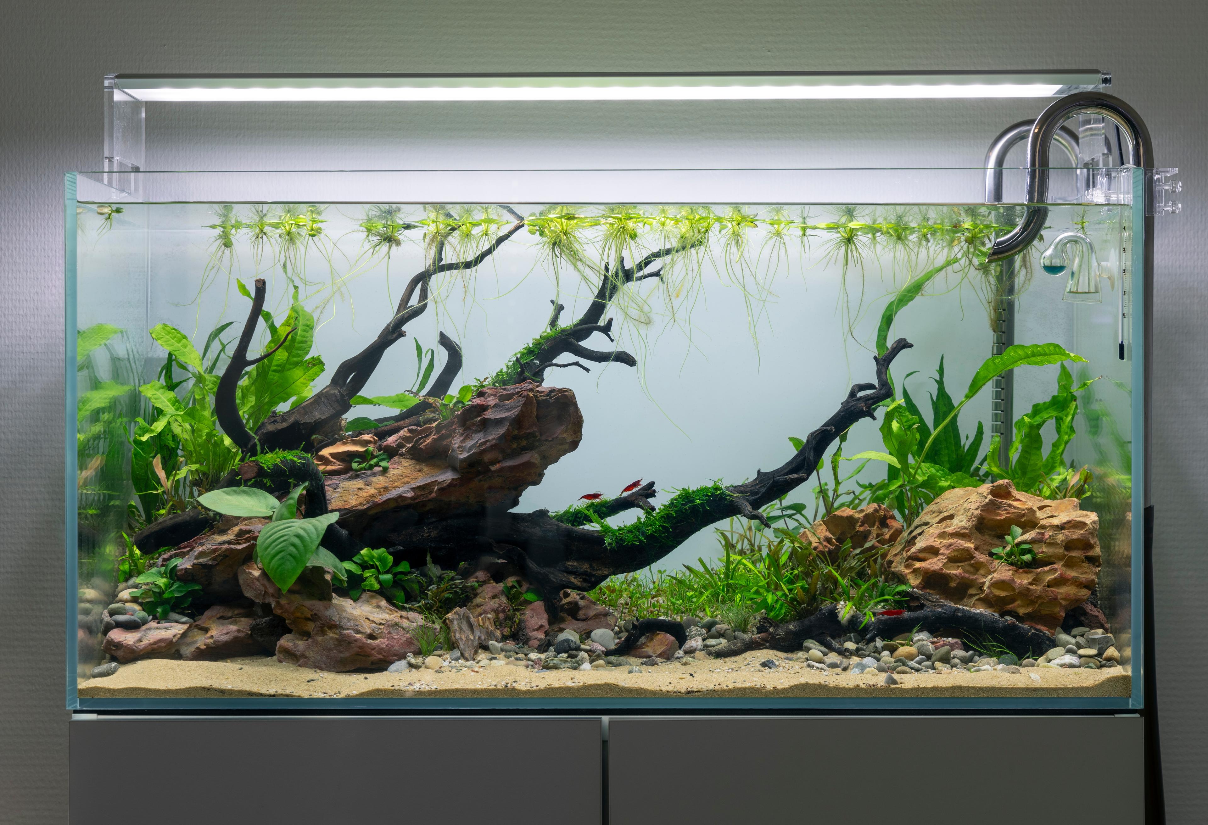 A photo of A Guide to Planting Live Aquarium Plants