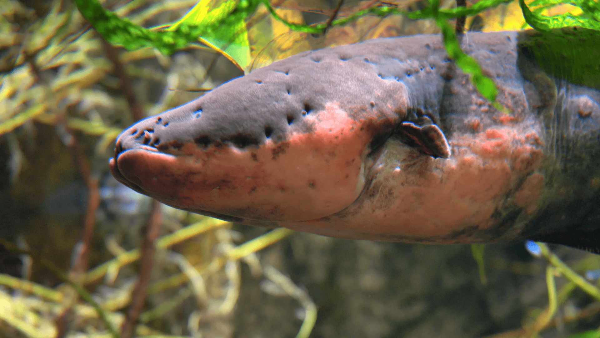 A photo of Electric eel