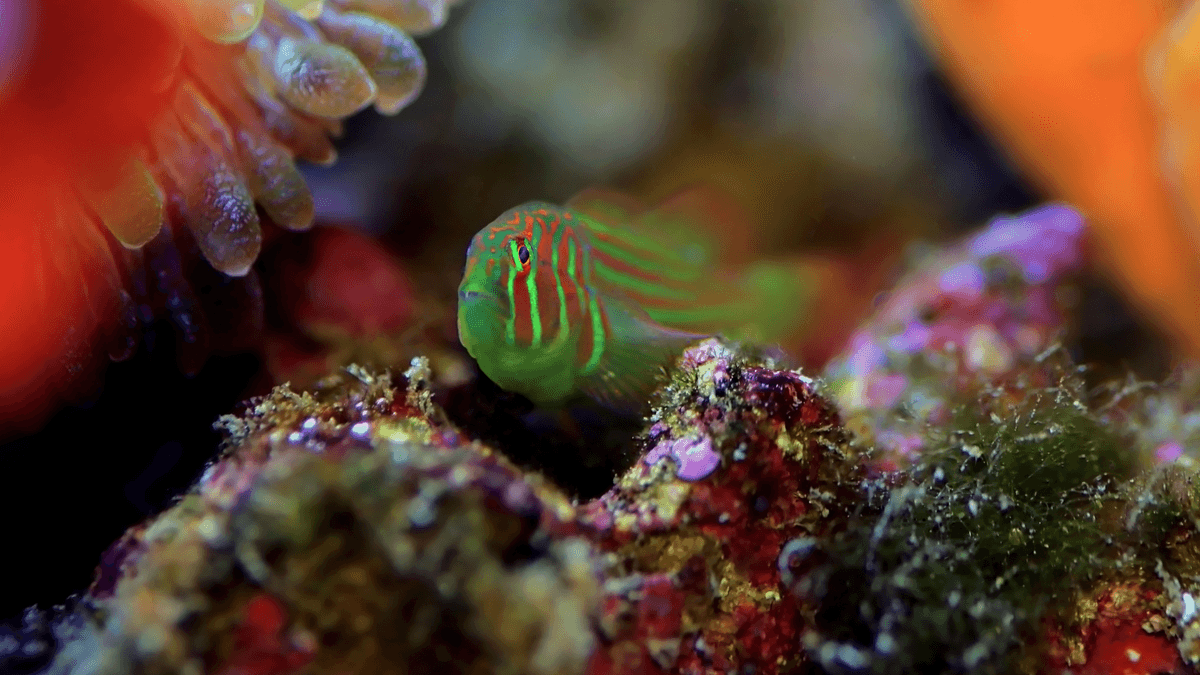 An image of a Green clown goby