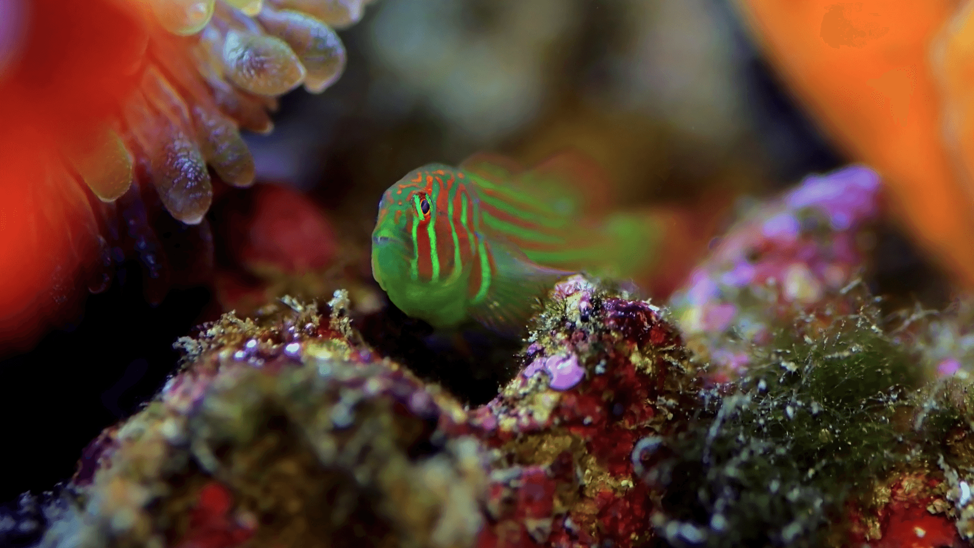 A photo of Green clown goby