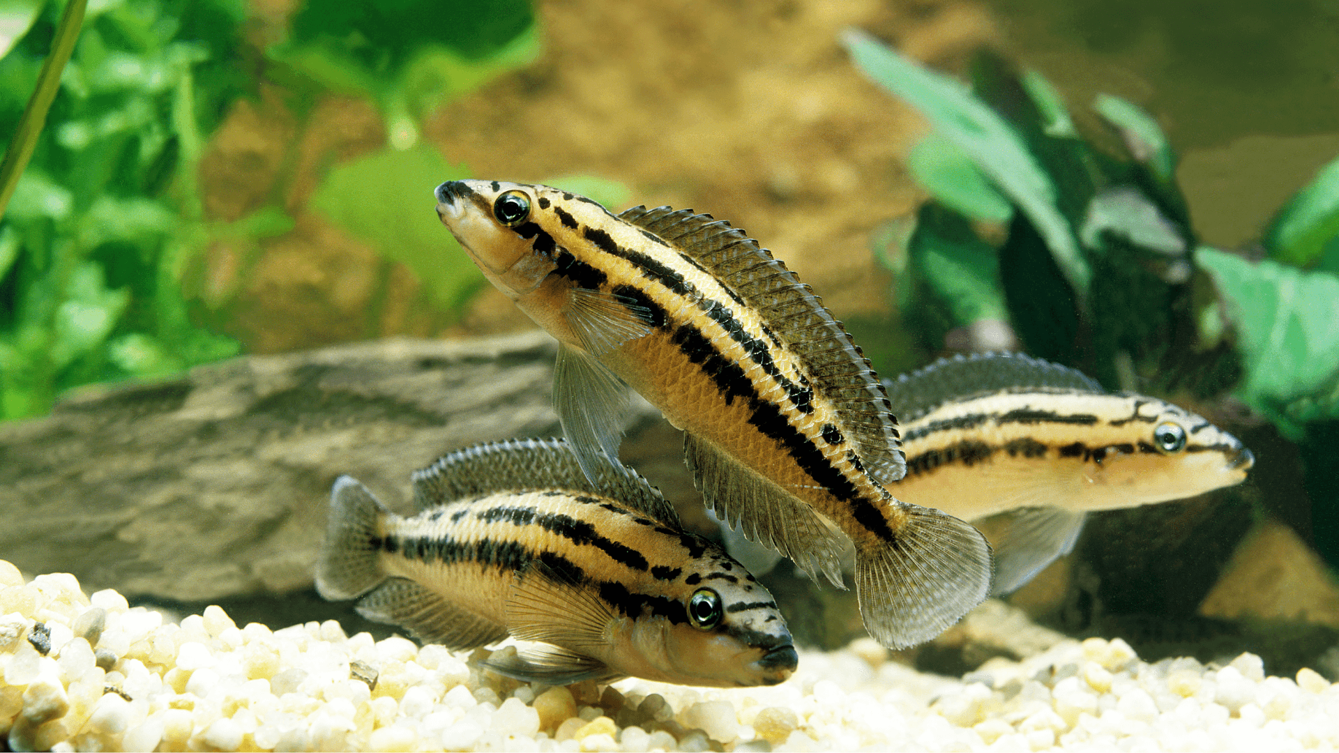 A photo of Julie cichlid