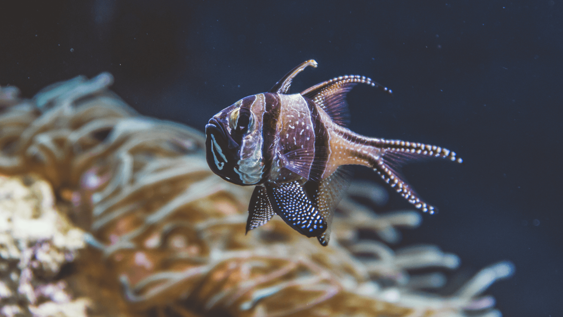 A photo of Banggai cardinalfish