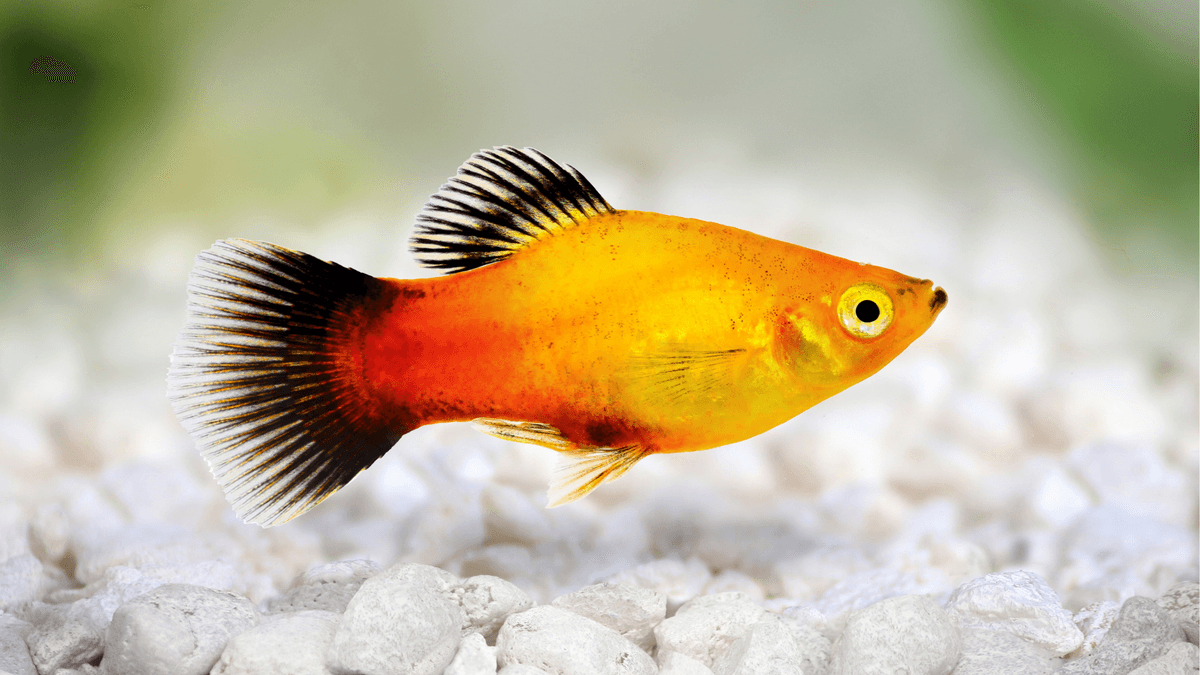 An image of a Platy