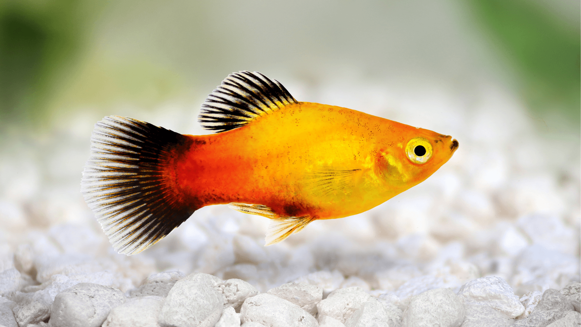 A photo of Platy