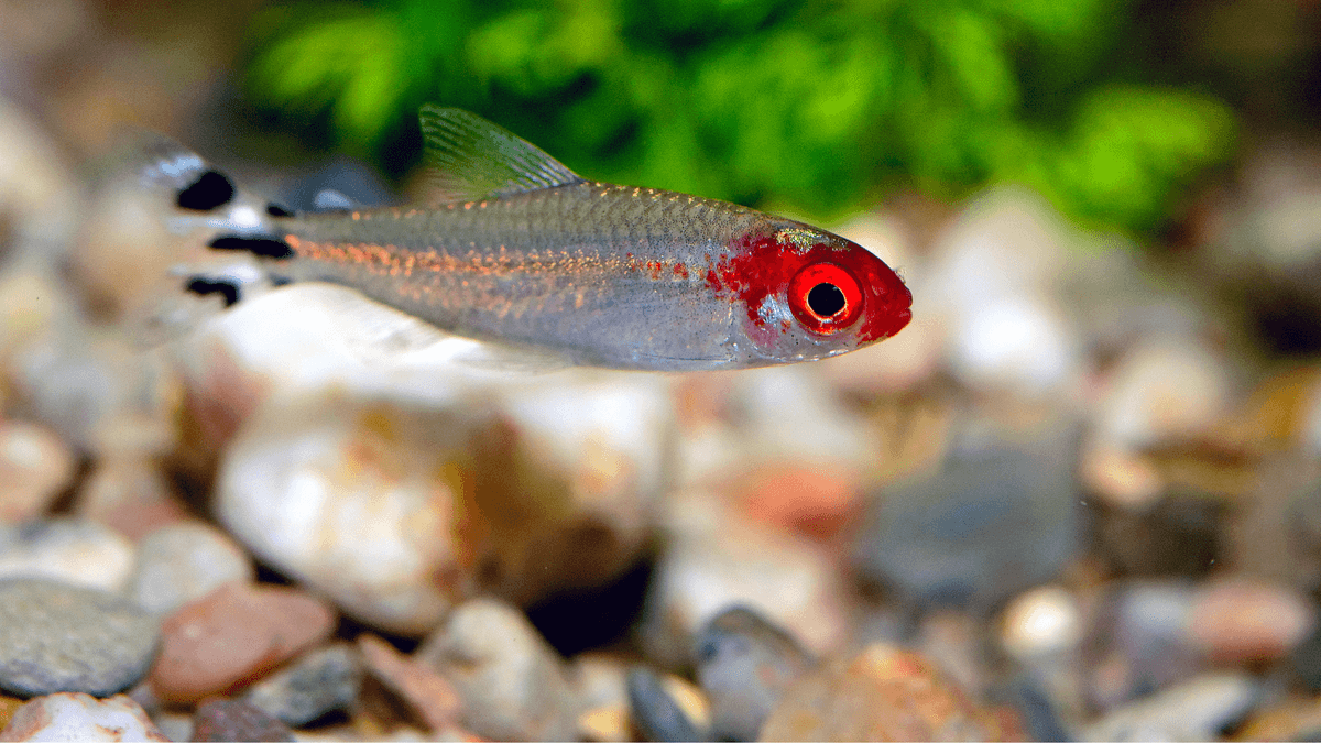 An image of a Rummy-nose tetra