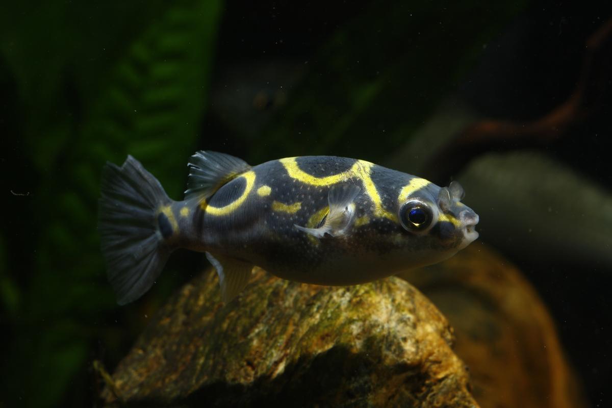 An image of a Figure 8 pufferfish
