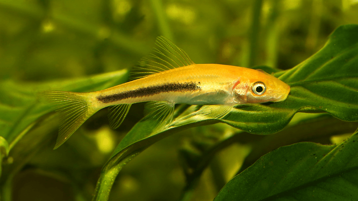 An image of a Chinese algae eater